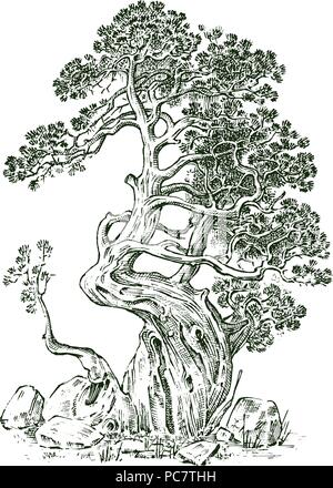 Pine Tree oder Immergrüne Wacholder, Zypresse isoliertes Objekt. graviert Hand in alten Vintage Skizze gezeichnet. tropische Pflanze. Stock Vektor