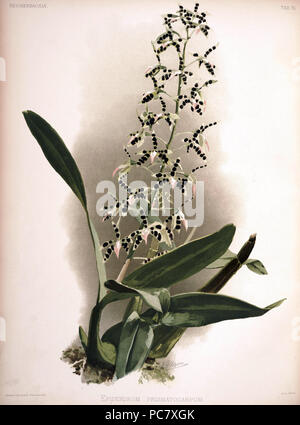 220 Friedrich Sander - Reichenbachia II Platte 76 (1890) - Epidendrum prismatocarpum Stockfoto