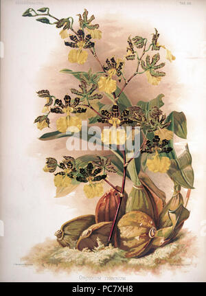 220 Friedrich Sander - Reichenbachia II Platte 88 (1890) - Oncidium tigrinum Stockfoto