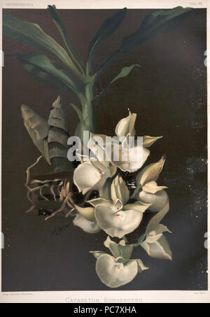 220 Friedrich Sander - Reichenbachia II Platte 90 (1890) - Catasetum bungerothii Stockfoto