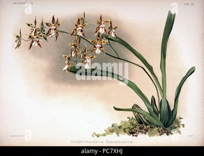 220 Friedrich Sander - Reichenbachia II Platte 94 (1890) - Odontoglossum sanderianum Stockfoto