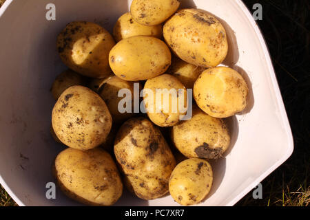 Neue, frische Kartoffeln nur oben gegraben aus dem Boden in einer weißen Schüssel liegend fertig gekocht zu werden Stockfoto