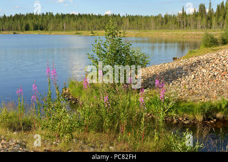 Sommer Landschaft. Wald See im finnischen Lappland Stockfoto