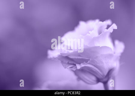 Lila wilde Blume Malerei Stockfoto