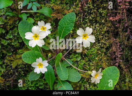 Gemeinsame Primrose / Englisch Primel (Primula vulgaris) in Blume auf Moos bedeckt Rock im Frühjahr Stockfoto