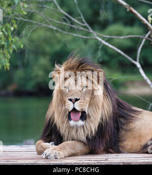 African Lion Safari auf dem Dach des Autos mit einem weiblichen Löwen neben ihm Stockfoto