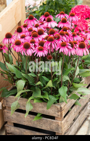 Echinacea purpurea Coneflowers in einem holzverschlag an der RHS Tatton Park Flower Show 2018, Cheshire, Großbritannien Stockfoto