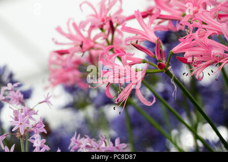 "Nerine" bowdenii. Bowden lily Blumen in einer Anzeige an RHS Tatton Park Flower Show 2018. Cheshire, Großbritannien Stockfoto
