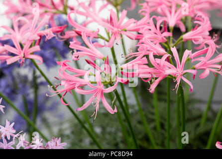 "Nerine" bowdenii. Bowden lily Blumen in einer Anzeige an RHS Tatton Park Flower Show 2018. Cheshire, Großbritannien Stockfoto