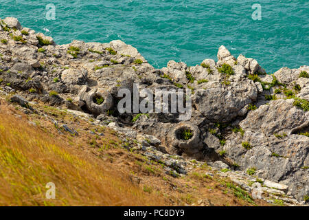 Lulworth Dorset England Juli 31, 2018 fossile Überreste von coniderous Bäume in den Fossilen Wald, auf in Dorset Jurassic Coast Stockfoto