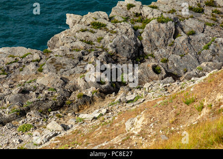 Lulworth Dorset England Juli 31, 2018 fossile Überreste von coniderous Bäume in den Fossilen Wald, auf in Dorset Jurassic Coast Stockfoto