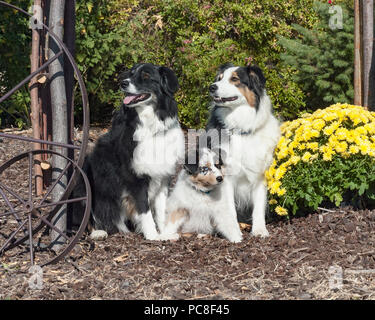 Zwei schöne Erwachsenen und einem niedlichen Welpen Australian Shepherds in einem rustikalen Garten gestellt Sitzen Stockfoto