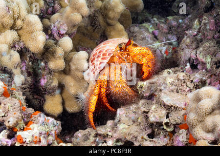 Die weiß gefleckte Einsiedlerkrebs, Dardanus megistos, ist einer der größten dieser Familie in der Welt und kann bis zu 12 Zentimeter lange Messen, Hawaii. Stockfoto