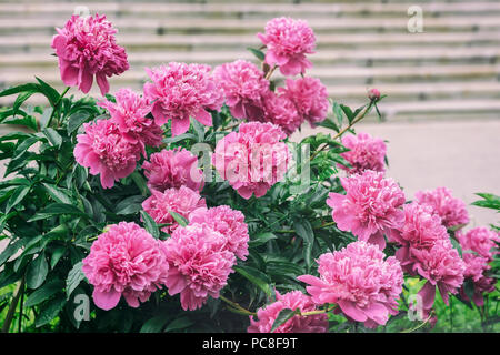 Reichlich üppig blühenden Rosa Lila Pfingstrosen im Garten. Traditionelle Blumen, Blume Symbol von Reichtum und Ehre und König der Blumen Stockfoto