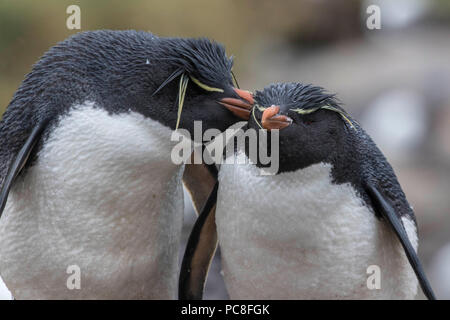 Paar Rock Hopper Pinguine brüten an einem rookery im West Falkland Inseln Stockfoto