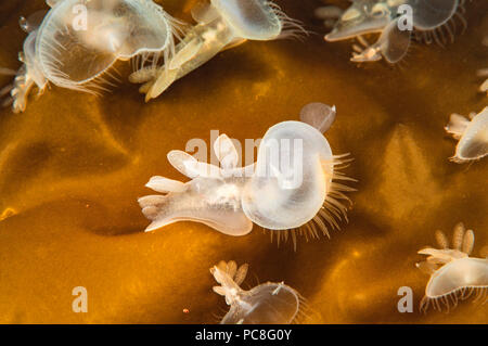 Eine Kapuze, Nacktschnecken, Melibe leonina, auf einem riesigen Kelp Wedel, British Columbia, Kanada. Stockfoto