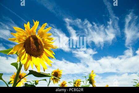 Sonnenblumen in Frankreich Stockfoto