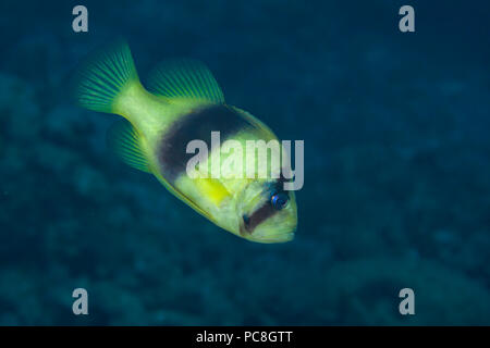 Gesperrt, Soapfish Diploprion bifasciatum, wird auch als das Doppel-Gebändert soapfish, Philippinen bekannt. Stockfoto