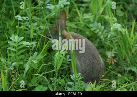 Baby Kaninchen Fütterung in der freien Wildbahn, hat noch nicht die Angst der Menschen abgeholt, Brasilien Holz, etwas außerhalb von Cardiff, auf ein sommermorgen. Stockfoto