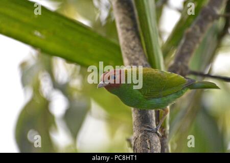 Bucht - vorangegangen Tanager auf einem Ast sitzend, Tangara gyrola. Stockfoto