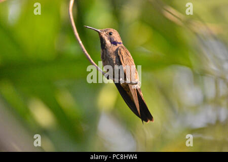 Weniger Violetear, auch als Braun Violett Ohr bekannt, Colibri cyanotus. Stockfoto