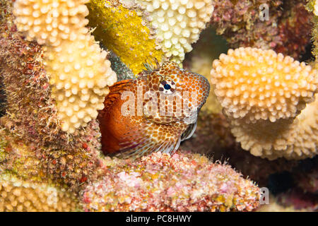 Dieser männliche shortbodied blenny, Exallias brevis, bewacht es ist ei Masse, die gelegt wurde tief in geweih Coral. Hawaii. Stockfoto