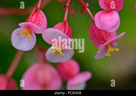 Bienenwachs, Begonia, Begonia semperflorens. Stockfoto