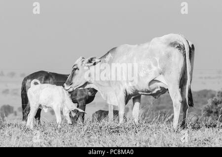 Weiße Kuh lecken Ihr neugeborenes Kalb. Kuh kümmert sich um ihr Kalb. Schwarz-weiß Foto. Stockfoto