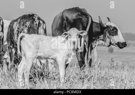 Schwarz-weiß Foto von einem Kalb auf der Weide von einem Bauernhof mit einigen milchig Kühe um. Stockfoto