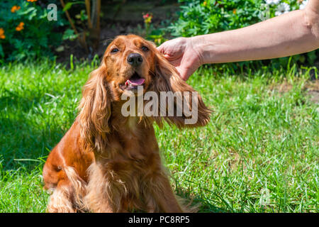 Weibliche Hand streicheln eine braune Cocker Spaniel hund im Garten - selektive Fokus Stockfoto