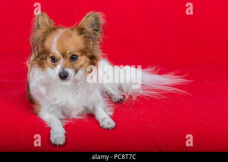 Hund Papillon auf einem roten Hintergrund. Stockfoto