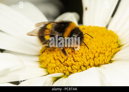 White-tailed Hummel, Bombus lucorum, auf einer daisy flowerMonmouthshire, Wales, Großbritannien, Juli. Familie Apidae Stockfoto