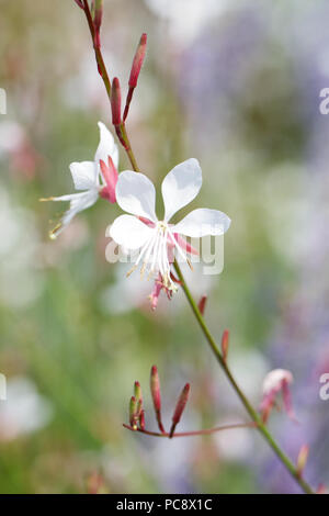 Gaura Lindheimeri 'Whirling Butterflies' Blumen. Stockfoto