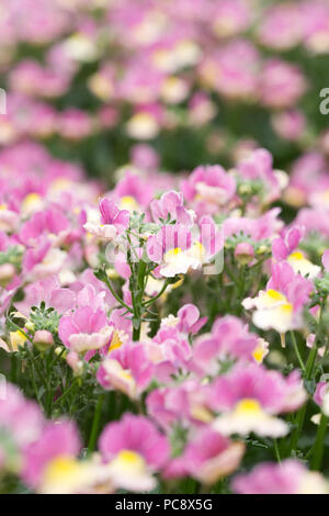 Nemesia Nesia Banana Swirl Blumen. Stockfoto