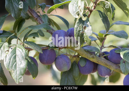 Pflaume 'Flude's Damson' Obst. Prunus domestica insititia 'Flude's Damson'. Stockfoto