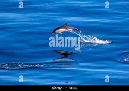 Short Beaked Common dolphin Delphinus delphis aus dem ruhigen blauen Mittelmeer springen Stockfoto