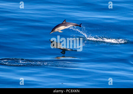 Short Beaked Common dolphin Delphinus delphis aus dem ruhigen blauen Mittelmeer springen Stockfoto