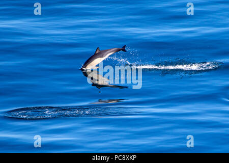 Short Beaked Common dolphin Delphinus delphis aus dem ruhigen blauen Mittelmeer springen Stockfoto