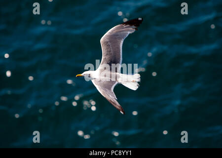 Mediterranean gull Ichthyaetus melanocephalus über das Mittelmeer fliegen Stockfoto