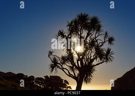 Sonne hinter einem Cabbage Tree, West Coast, Neuseeland Stockfoto