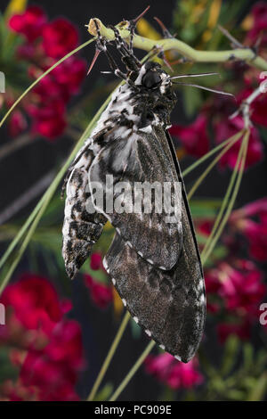 Rustikale Sphinx Moth neu entstandenen & Pumpen die Flügel Manduca rustica Rustica dorsalen Stockfoto