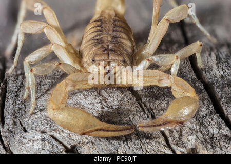 Stripe-Tailed Scorpion auch, Teufel Skorpion, Paravaejovis spinigerus Stockfoto