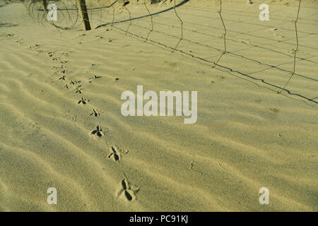 Vogel Spuren über Wellen in den Sand neben einem Verwitterten Zaun Stockfoto