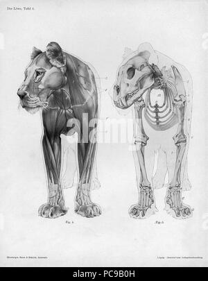 373 Lion Anatomie anteriore Ansicht Stockfoto