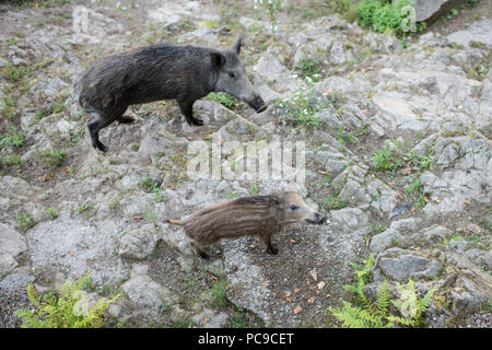 Wilde Schweine im Freien Stockfoto