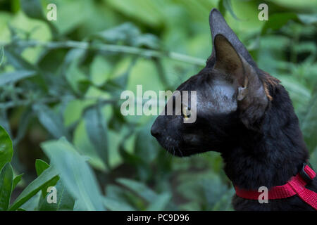 Cornish Rex Kitten in red Kabelbaum sitzt im Gras Stockfoto