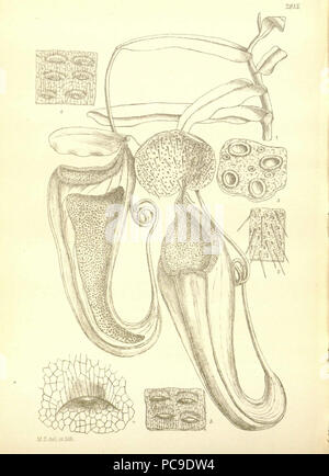 440 Nepenthes macfarlanei (obere Krug) - der Hooker Icones Plantarum (1906) Stockfoto
