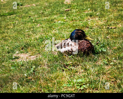 Stockente in der Sonne entspannen Stockfoto