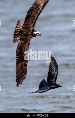 Fischadler (Pandion haliaetus) im Flug jagen einer Krähe, die der Osprey Nest zu nah angefahren. Stockfoto