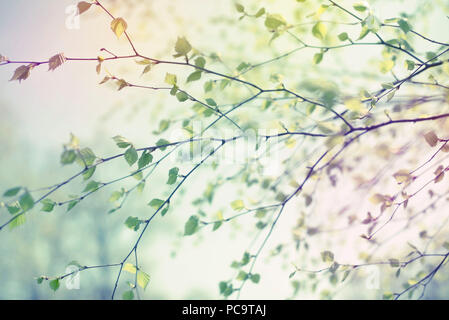 Schöne Birke Baum mit grünen Blättern in den Himmel. Natur Umwelt Stockfoto